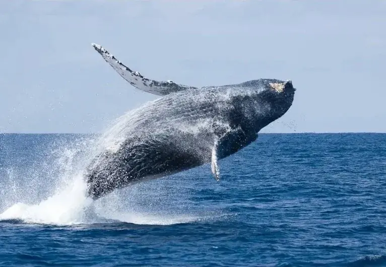 2026年5月23日(土)グランドオープン「サウスゲートホテル沖縄」開業前の予約数が累計14,630室を突破 画像 9