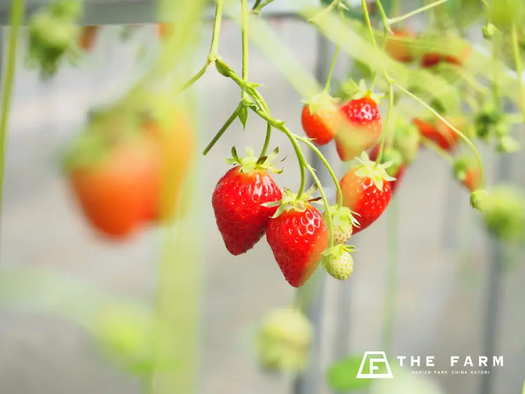 【3月平日限定】幼児（3歳〜未就学児）宿泊無料キャンペーン「ちびっこ応援プラン」販売開始。新学期前の平日に楽しむ、農園リゾートの春休み家族旅 画像 4