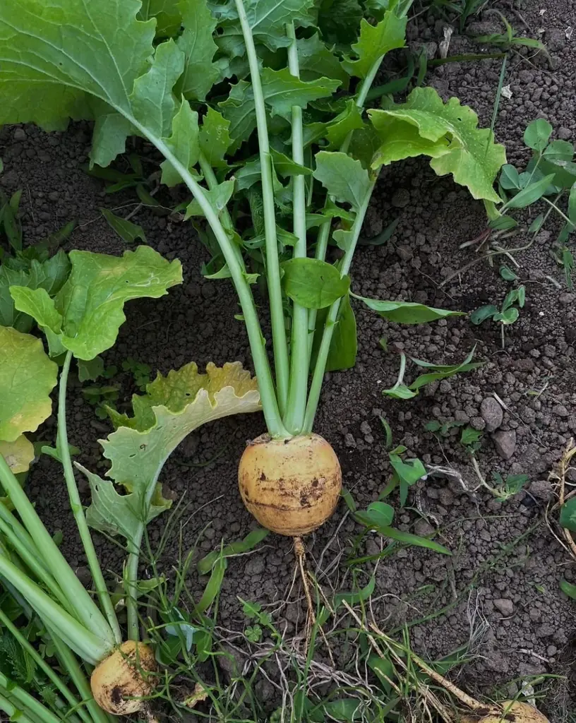 【＠横浜・たまプラーザ】2/25(水) 人気料理家・山戸ユカ氏の無農薬野菜プレート無料体験。「託児つき」北杜市PRイベントを開催！「八ヶ岳の循環する暮らし〜土・食・人のMeal Meeting」 画像 13