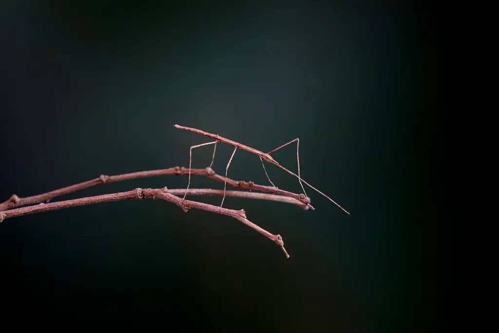 今までにない切り口で、サツマイモのことを深く楽しく学ぶ！冬のさつまいも博内にて特別企画「サツマイモ展」開催決定！ 画像 4