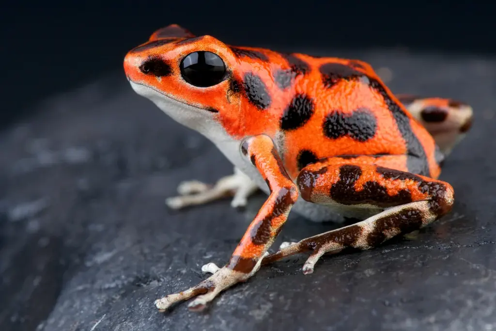 今までにない切り口で、サツマイモのことを深く楽しく学ぶ！冬のさつまいも博内にて特別企画「サツマイモ展」開催決定！ 画像 6