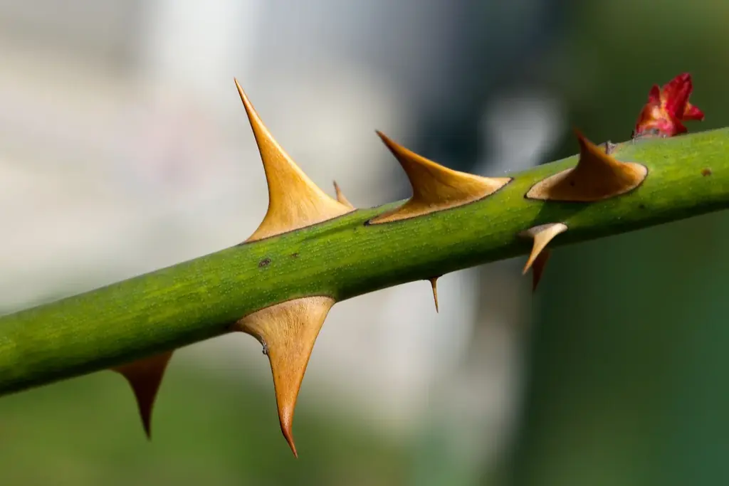 今までにない切り口で、サツマイモのことを深く楽しく学ぶ！冬のさつまいも博内にて特別企画「サツマイモ展」開催決定！ 画像 8