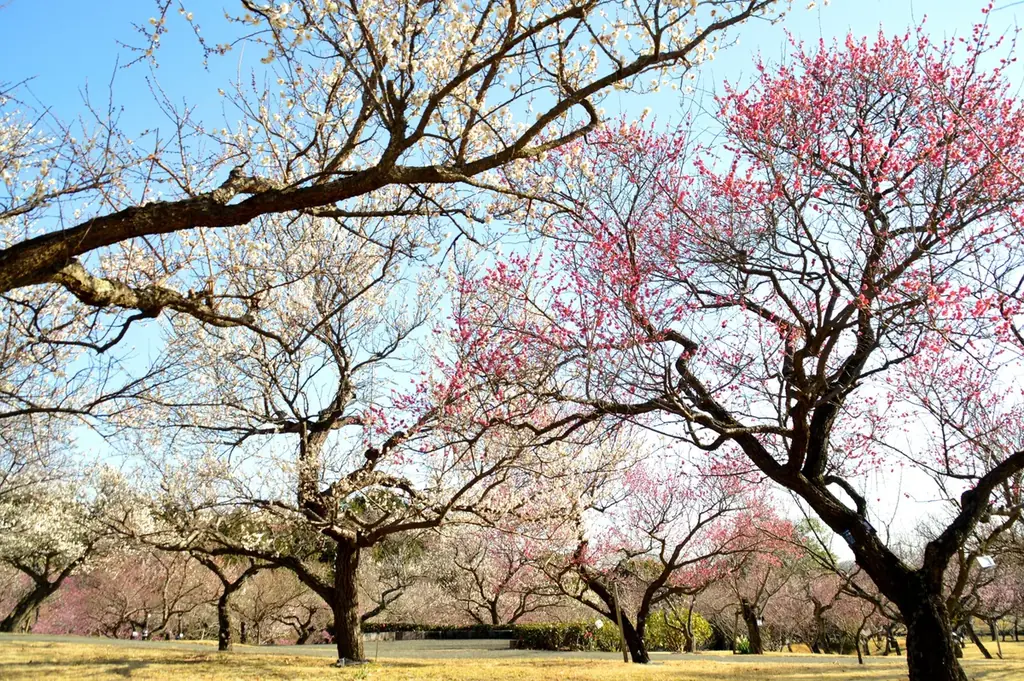 1月24日開幕｜小田原フラワーガーデン梅まつり、早咲き見頃情報