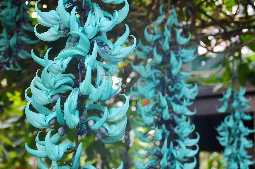 【入園無料】例年よりも早い「梅」の開花！関東最多級の名所・約300品種500本「梅まつり」2026年1月24日（土）より開催（小田原フラワーガーデン） 画像 16