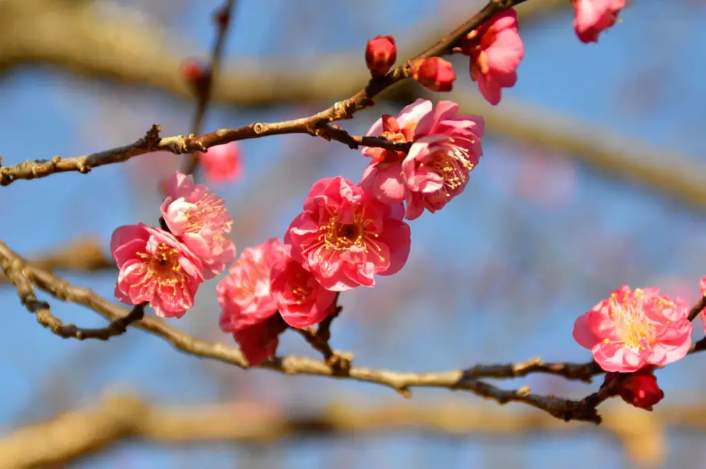 【入園無料】例年よりも早い「梅」の開花！関東最多級の名所・約300品種500本「梅まつり」2026年1月24日（土）より開催（小田原フラワーガーデン） 画像 2