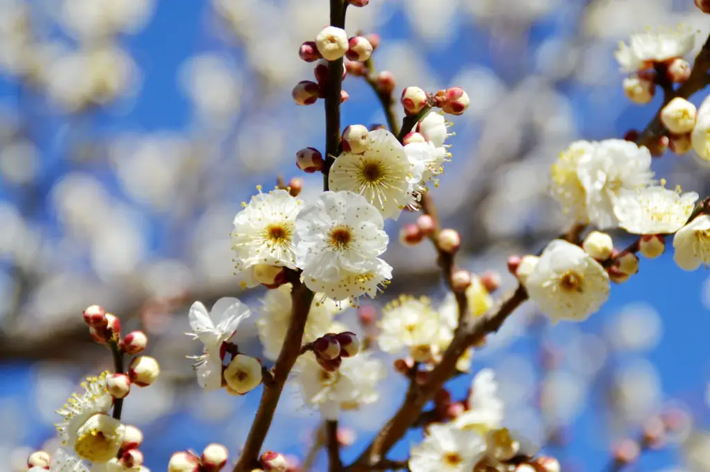 【入園無料】例年よりも早い「梅」の開花！関東最多級の名所・約300品種500本「梅まつり」2026年1月24日（土）より開催（小田原フラワーガーデン） 画像 3