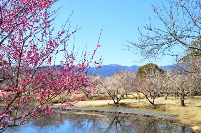【入園無料】例年よりも早い「梅」の開花！関東最多級の名所・約300品種500本「梅まつり」2026年1月24日（土）より開催（小田原フラワーガーデン） 画像 4