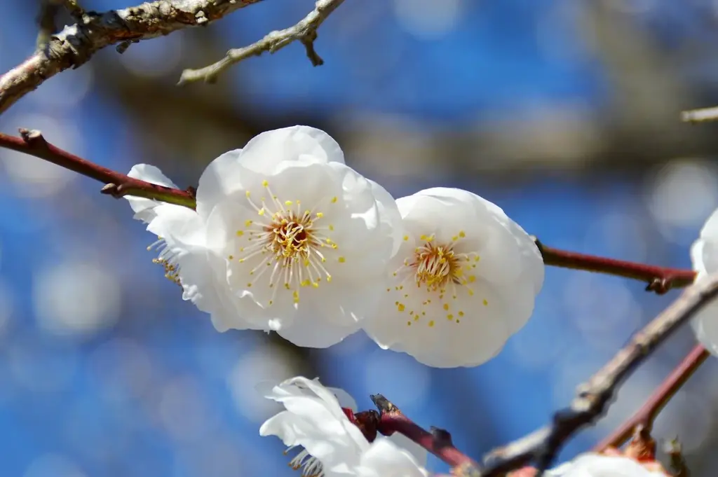 【入園無料】例年よりも早い「梅」の開花！関東最多級の名所・約300品種500本「梅まつり」2026年1月24日（土）より開催（小田原フラワーガーデン） 画像 6