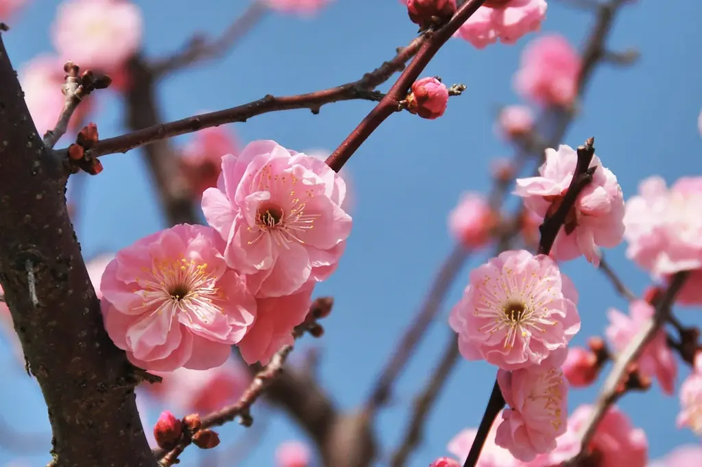 【入園無料】例年よりも早い「梅」の開花！関東最多級の名所・約300品種500本「梅まつり」2026年1月24日（土）より開催（小田原フラワーガーデン） 画像 7