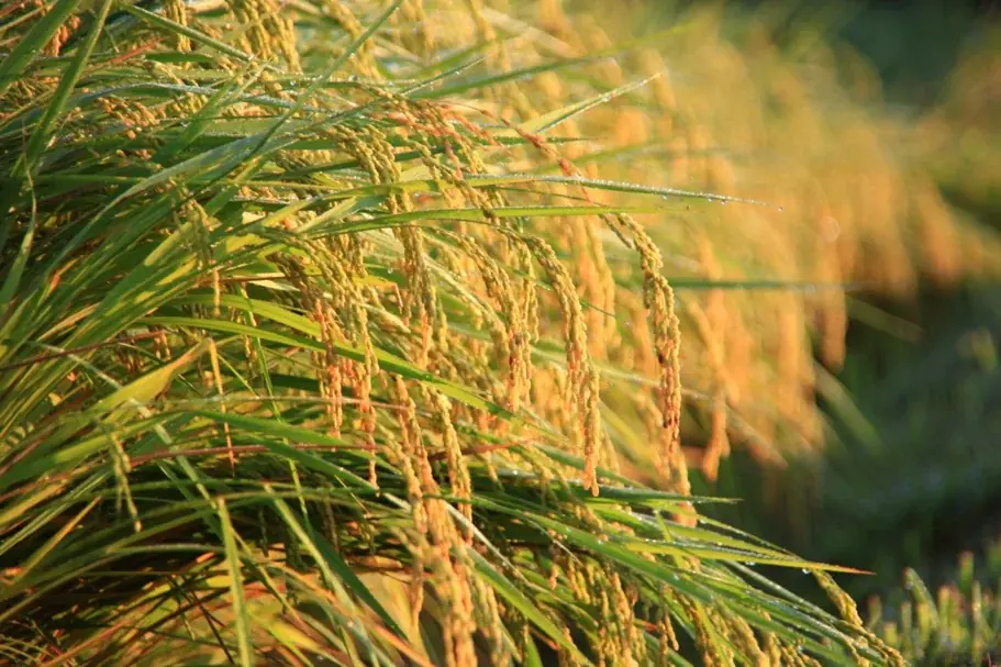 ～米粉スイーツのハイエンドシリーズ～「TOIRO PREMIUM KOMEKO」始動！第一弾「FRUITS SNOWBALL」2026年1月29日発売 画像 6