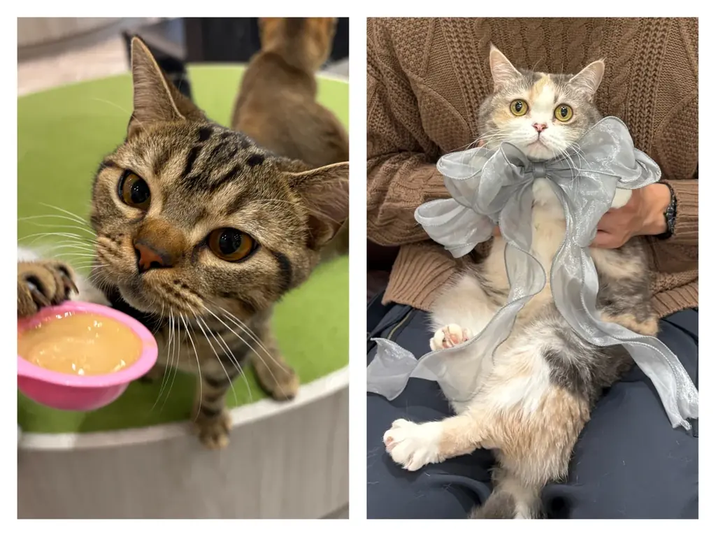 「猫の日」に合わせて待望の初コラボが決定！PAUL & JOE ACCESSOIRES(ポール & ジョー アクセソワ)やNO COFFEEとの限定グッズが登場！「MOCHAにゃんフェス2026」 画像 3