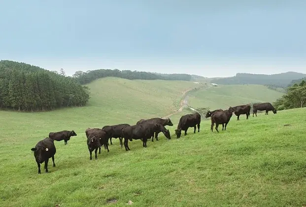 【かみむら牧場】毎月恒例の「肉の日」企画に加え、「ワンコインビュッフェ」を開催。おすすめ焼肉ランチ（2種）を1129（いい肉）円で販売＆KAMIMURAランチビュッフェが500円（税込）に！ 画像 17