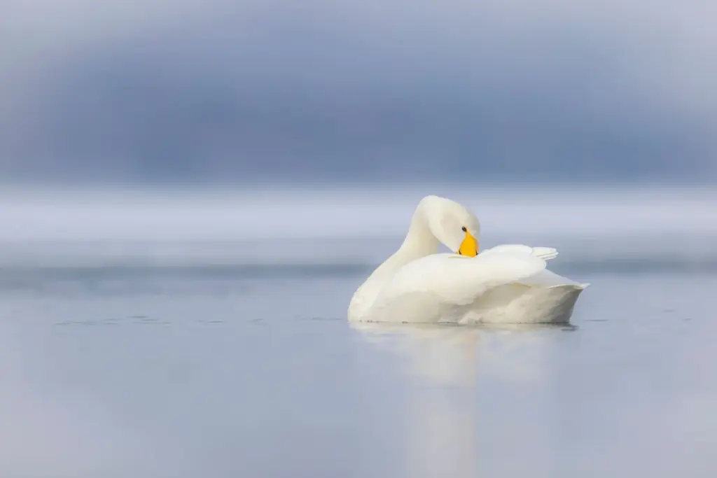 静寂を所有するという選択。 画像 6