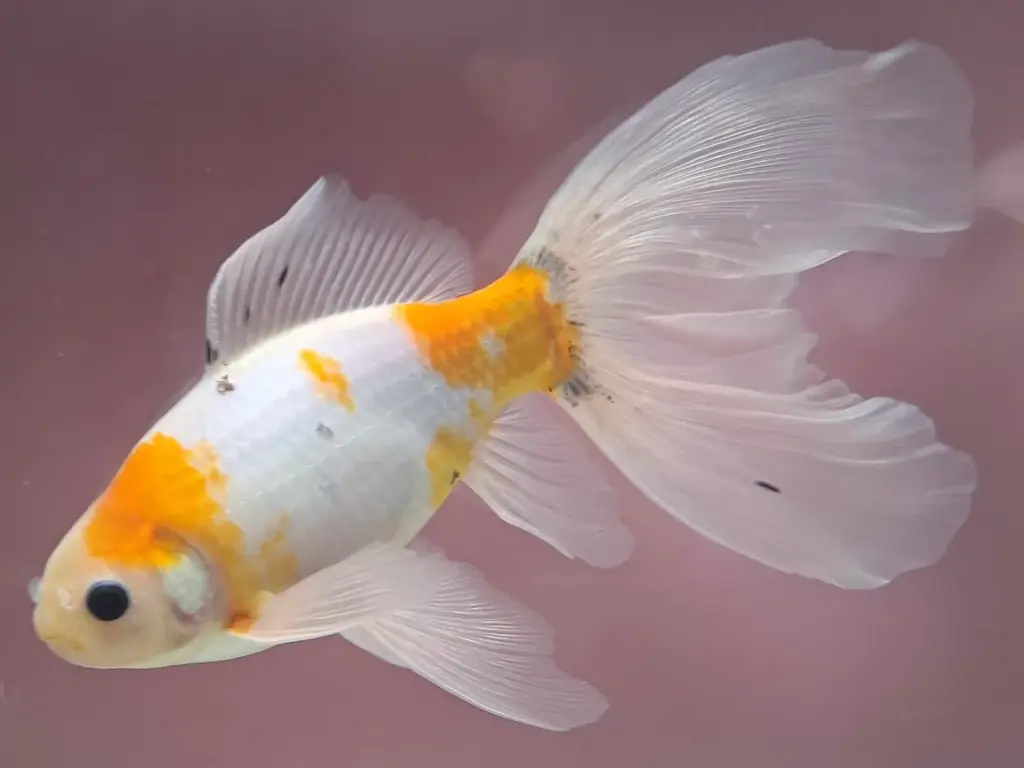 バレンタイン特別展～尾びれがハート！ブリストル朱文金～ 画像 2