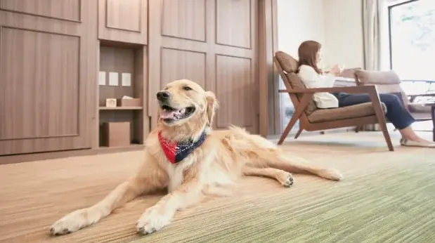 【休日いぬ部×ルシアン旧軽井沢 特別企画】宿泊体験レポート公開記念！新緑のベストシーズンにも泊まれる無料宿泊キャンペーンを開催 画像 3