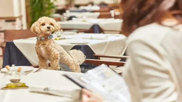 【休日いぬ部×ルシアン旧軽井沢 特別企画】宿泊体験レポート公開記念！新緑のベストシーズンにも泊まれる無料宿泊キャンペーンを開催 画像 5