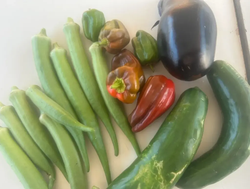 「好きな野菜を作って収穫してみたい」が叶う！豊橋市で市民ふれあい農園を貸し出し 画像 6