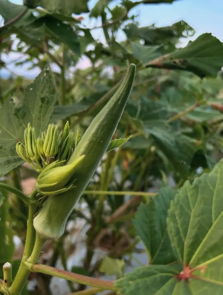 「好きな野菜を作って収穫してみたい」が叶う！豊橋市で市民ふれあい農園を貸し出し 画像 7