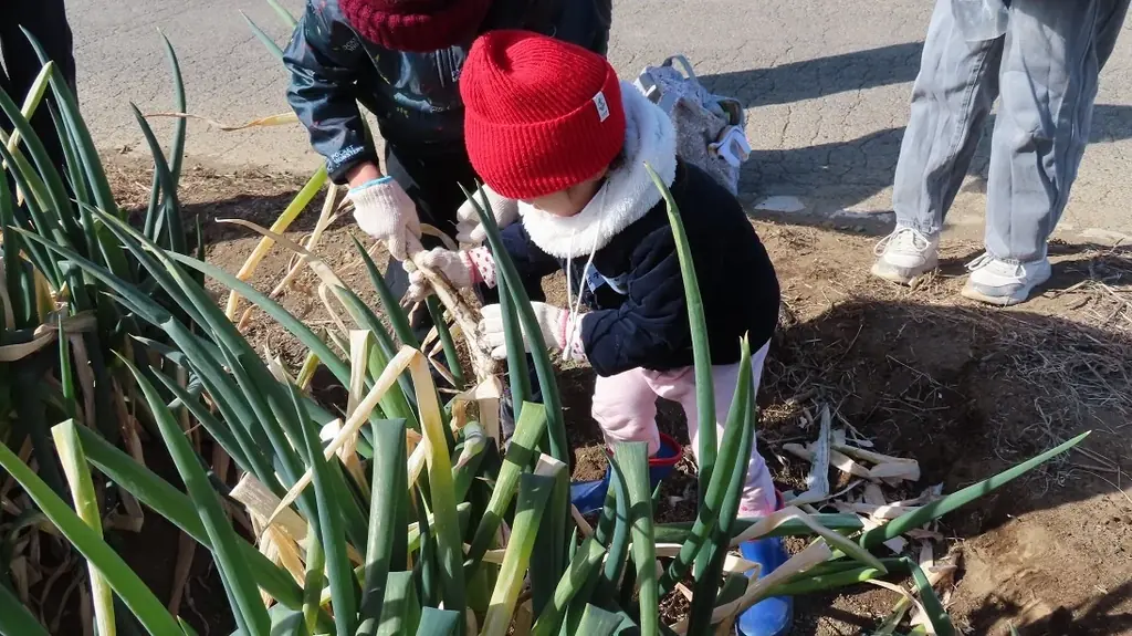 2/7開催｜畑で深谷ねぎを素焼きで味わうねぎ祭り