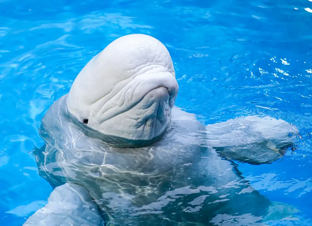 【鴨川シーワールド】閉館後の水族館を貸切り気分で満喫するご褒美プラン！1日60名限定「水族館探検プラン」開催 画像 10