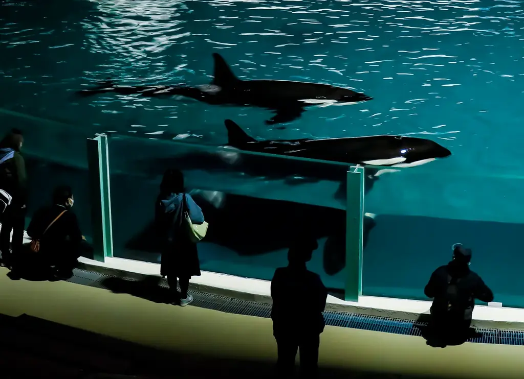 【鴨川シーワールド】閉館後の水族館を貸切り気分で満喫するご褒美プラン！1日60名限定「水族館探検プラン」開催 画像 14