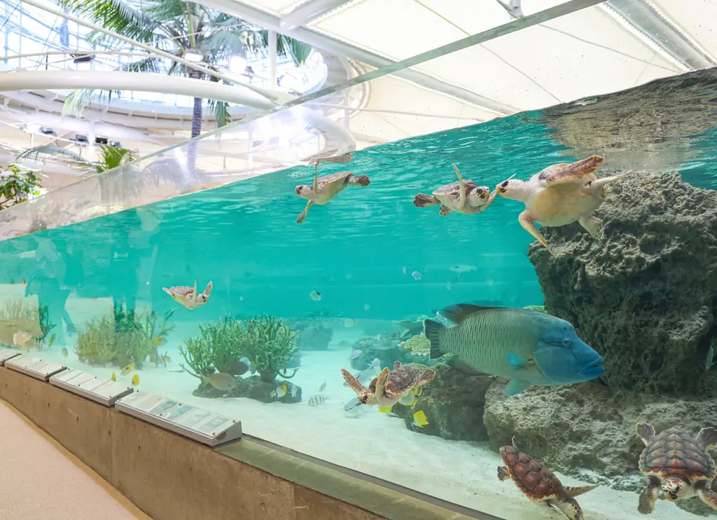 【鴨川シーワールド】閉館後の水族館を貸切り気分で満喫するご褒美プラン！1日60名限定「水族館探検プラン」開催 画像 7