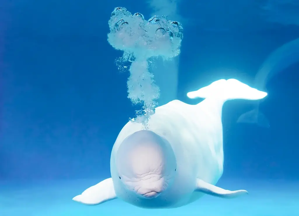 【鴨川シーワールド】閉館後の水族館を貸切り気分で満喫するご褒美プラン！1日60名限定「水族館探検プラン」開催 画像 8