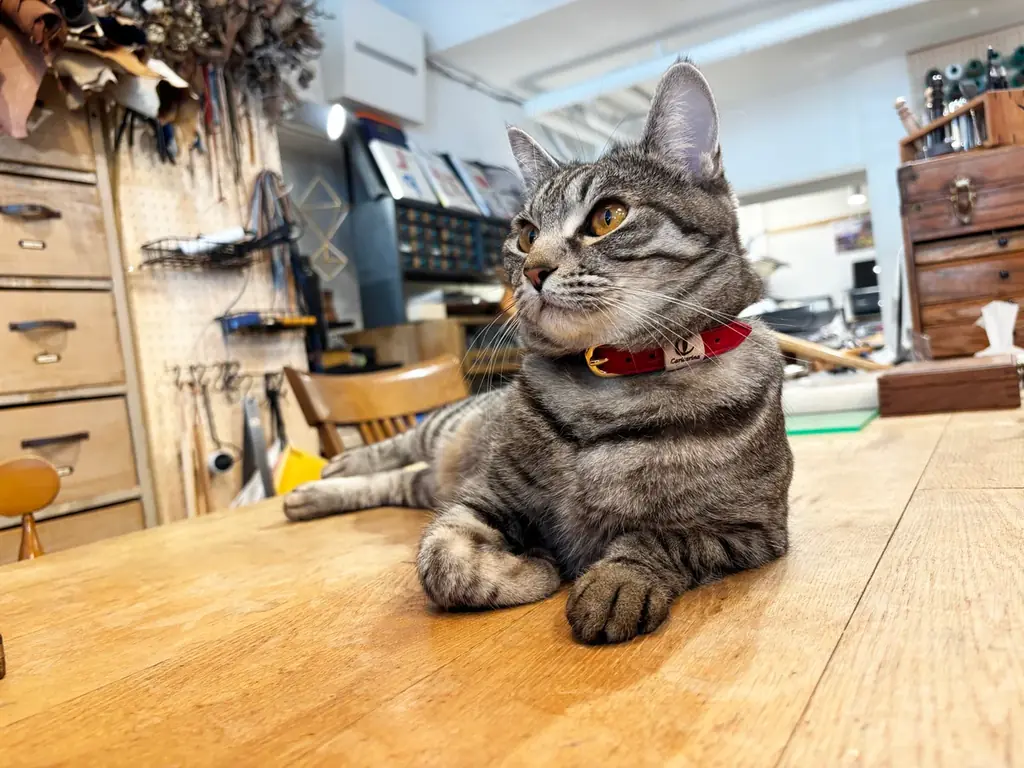 野生獣革を、猫にやさしい首輪へ。猫の爪とぎ専門店カリカリーナが、地元・館山市の革工房とコラボレーション 画像 11