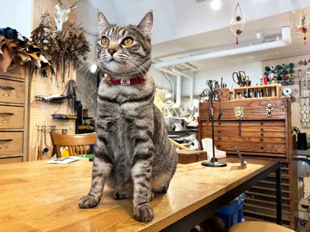 野生獣革を、猫にやさしい首輪へ。猫の爪とぎ専門店カリカリーナが、地元・館山市の革工房とコラボレーション 画像 2