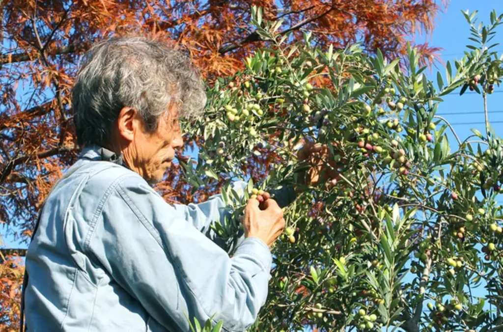 事業承継からのリスタート 瀬戸内・倉敷発　化学肥料・農薬不使用純国産エキストラバージンオリーブオイル　1月27日EC販売開始 画像 2