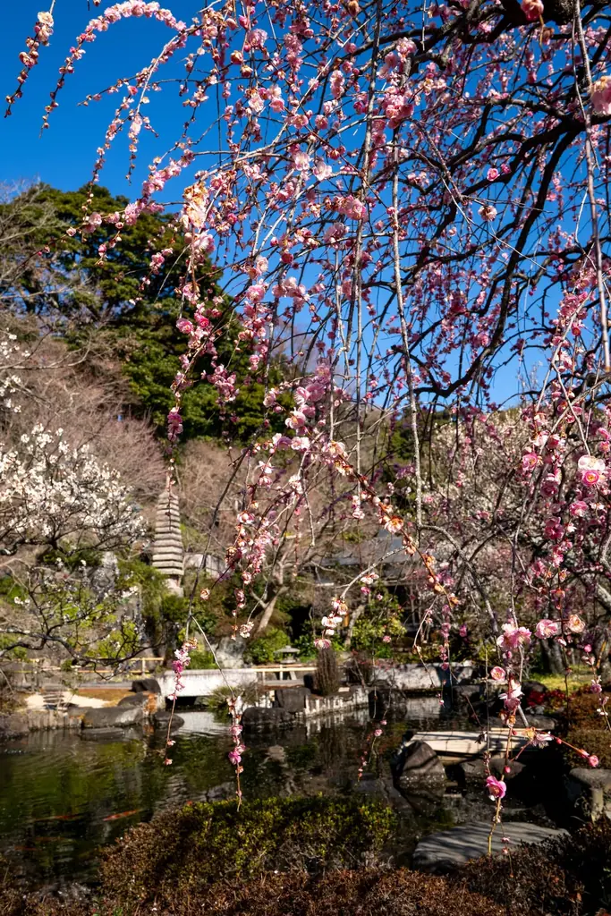 鎌倉長谷寺の梅 画像 10