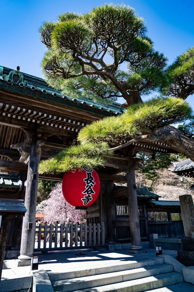 鎌倉長谷寺の梅 画像 11