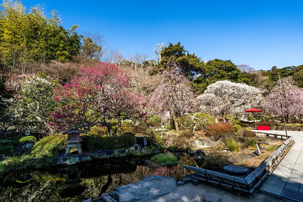 鎌倉長谷寺の梅 画像 2