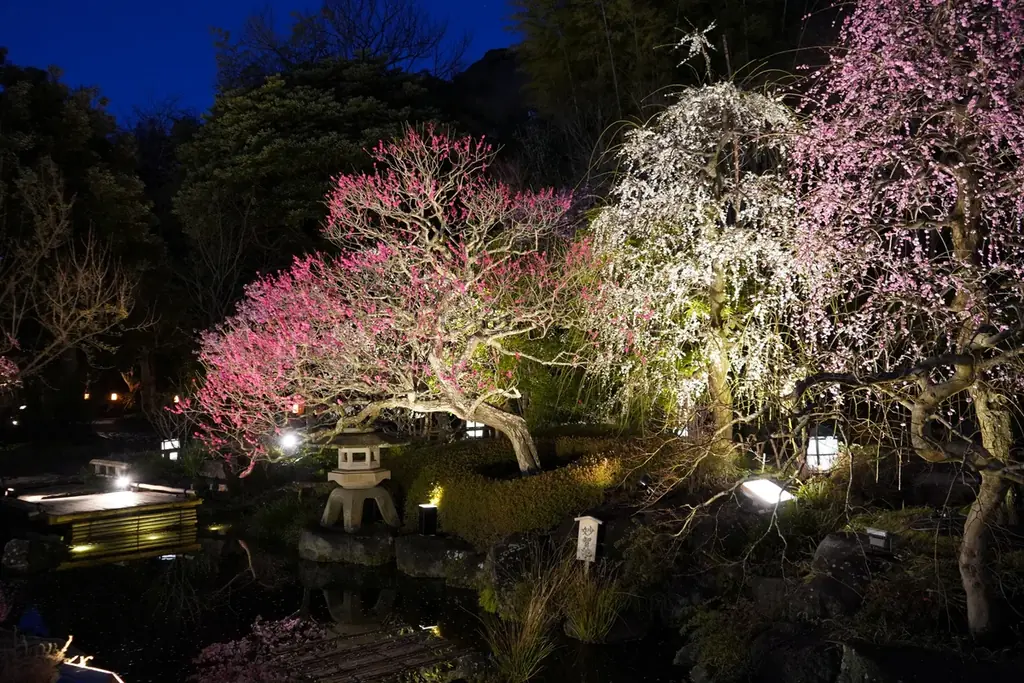 鎌倉長谷寺の梅 画像 3