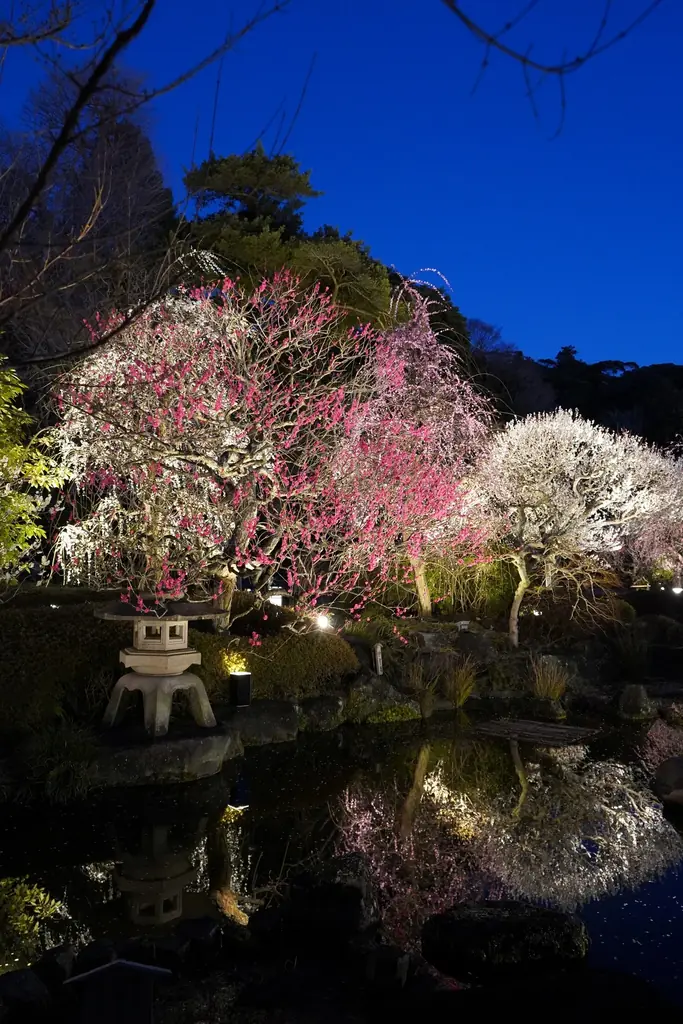 鎌倉長谷寺の梅 画像 7