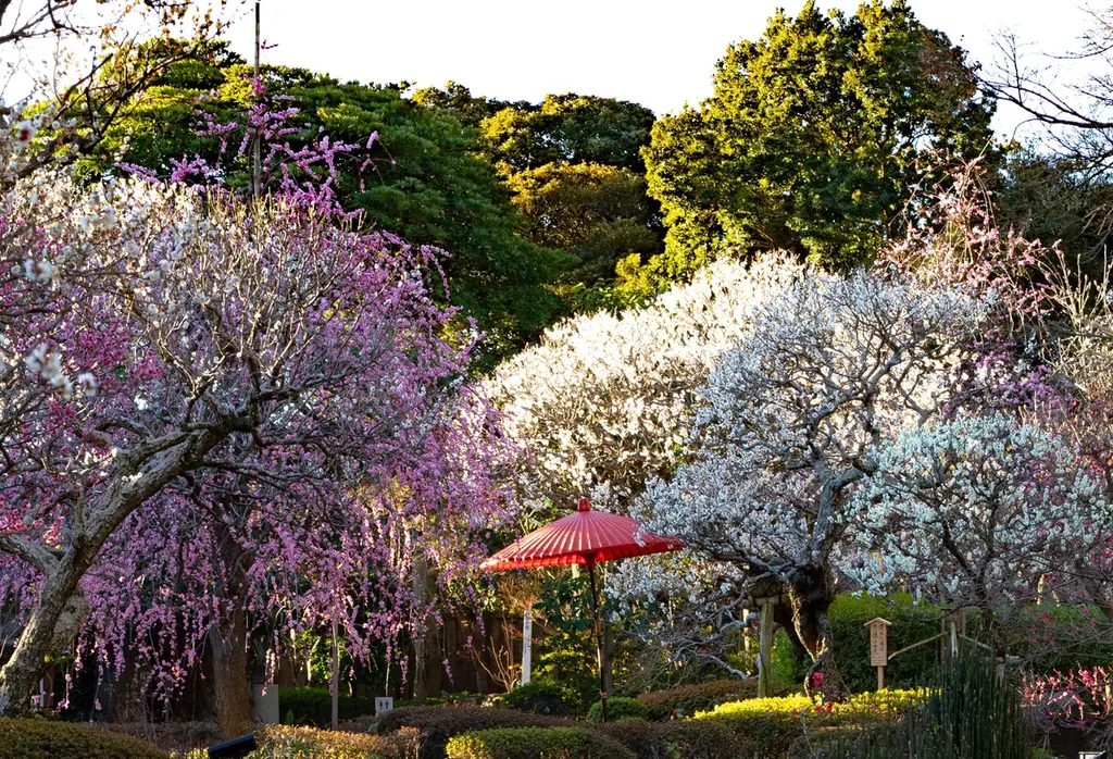 鎌倉長谷寺の梅 画像 8
