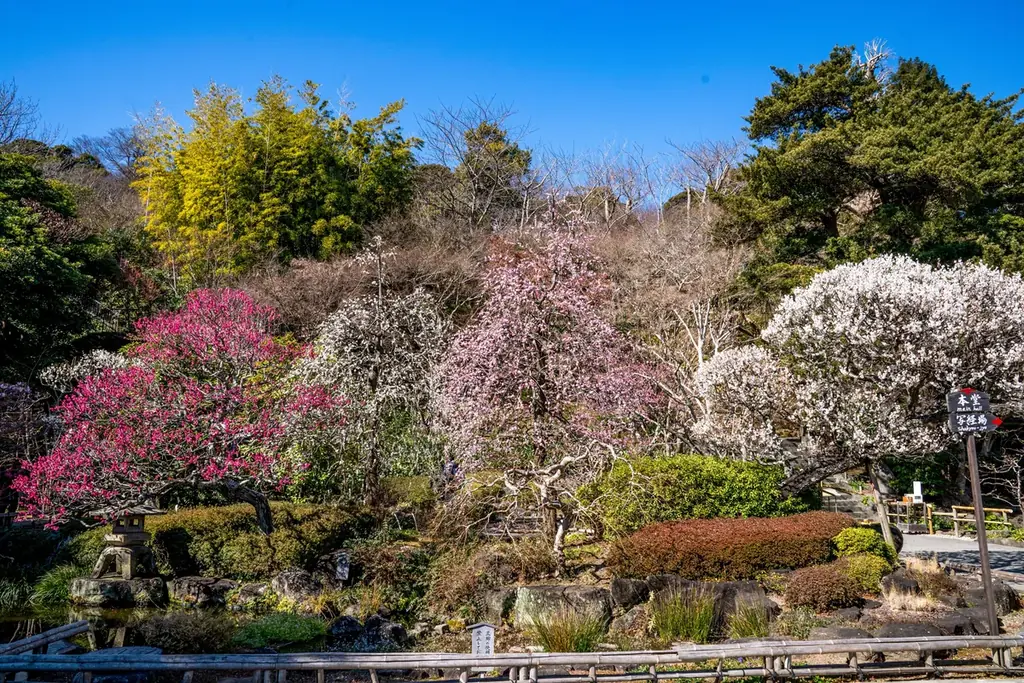 鎌倉長谷寺の梅 画像 9