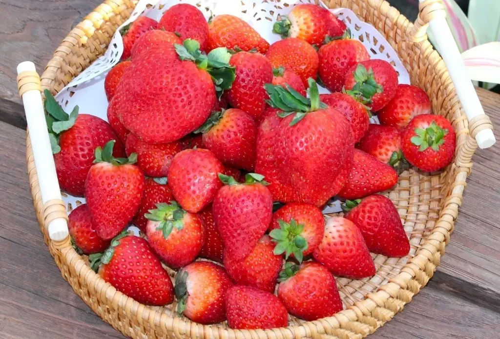 タイパ・コスパ抜群の卒業旅行を日本初“泊まれる植物園で！夜のライトアップとブランド苺を楽しめる学生応援プラン予約開始 画像 16