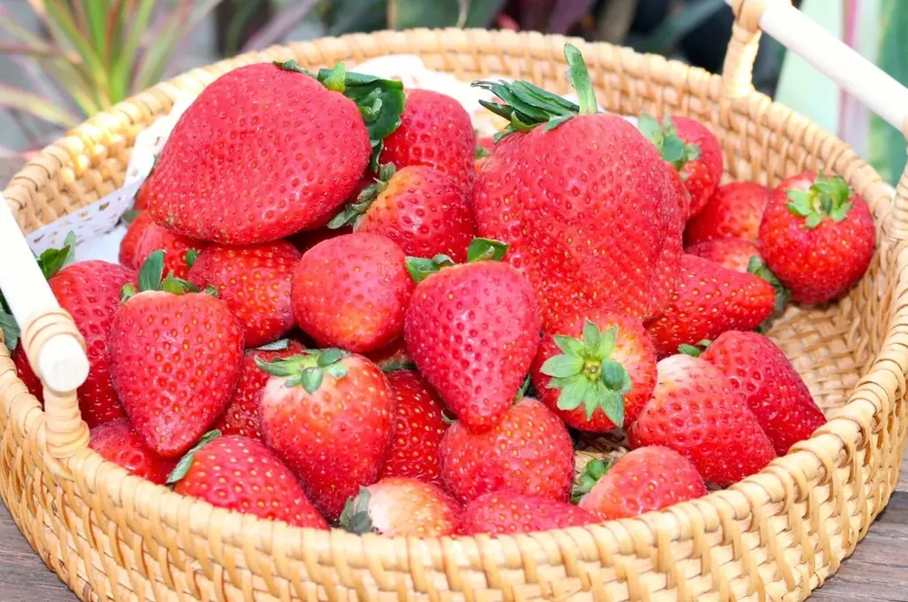 タイパ・コスパ抜群の卒業旅行を日本初“泊まれる植物園で！夜のライトアップとブランド苺を楽しめる学生応援プラン予約開始 画像 3