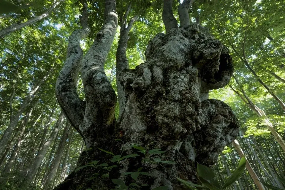 水と森が紡いだ原生の記憶をたどる岩木登氏の写真集“南八甲田”を発売 画像 4