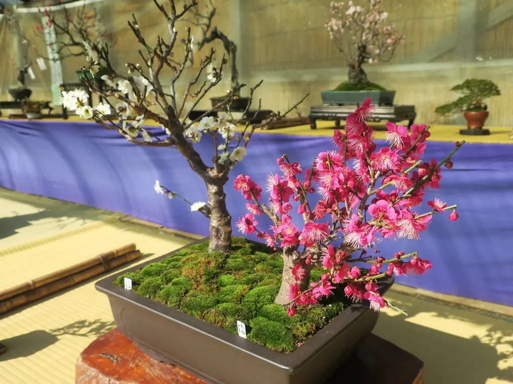 横浜・三溪園「第52回 観梅会」 画像 3