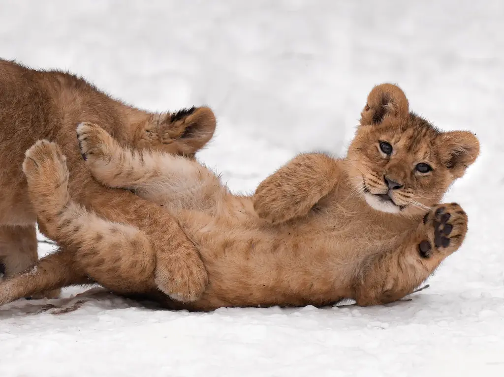 【2月2日は「ほぼねこの日」】根強い人気のネコ科写真集『ほぼねこ』5度目の重版が決定 画像 2