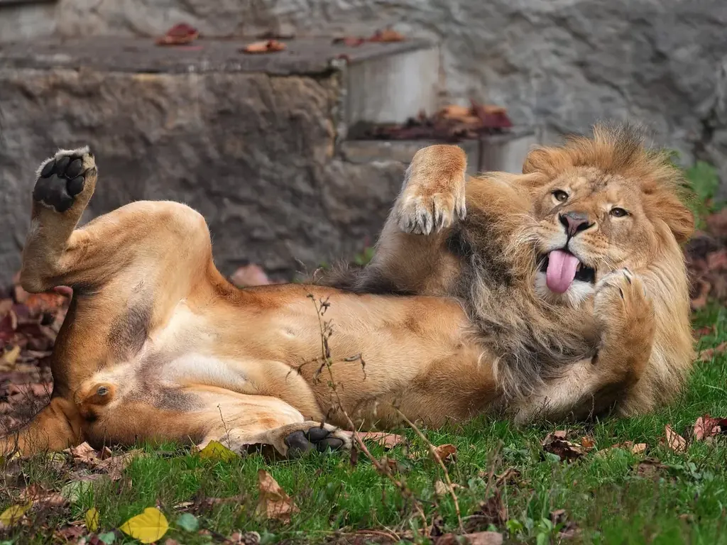 【2月2日は「ほぼねこの日」】根強い人気のネコ科写真集『ほぼねこ』5度目の重版が決定 画像 3