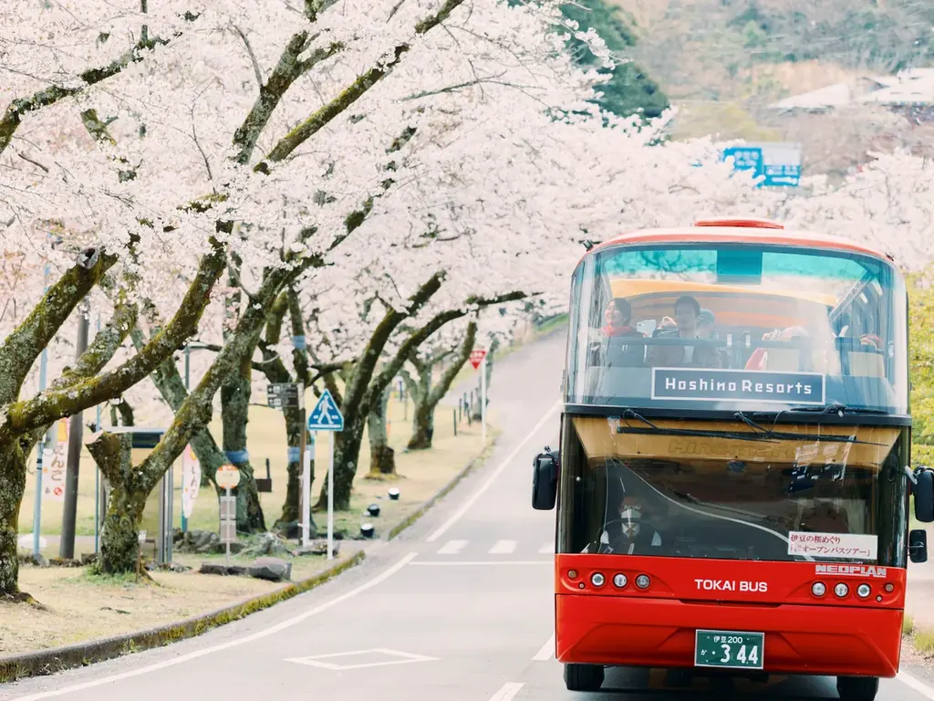 【界 アンジン・界 伊東】約1500本の桜が360度の大パノラマで迫りくる！伊豆を駆け巡る「桜オープンバスツアー」開催 画像 2