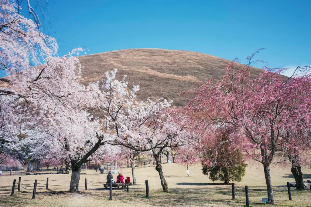 【界 アンジン・界 伊東】約1500本の桜が360度の大パノラマで迫りくる！伊豆を駆け巡る「桜オープンバスツアー」開催 画像 4