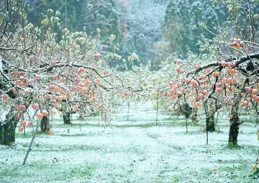 立山連峰が育んだ冬の至福。富山県高岡市「アップルパイと米粉のムース」を期間限定で提供。 画像 13