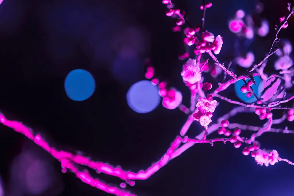 【水戸・偕楽園】ライトアップイベント「偕楽園 UME The Lights 2026」開催！！ 画像 5