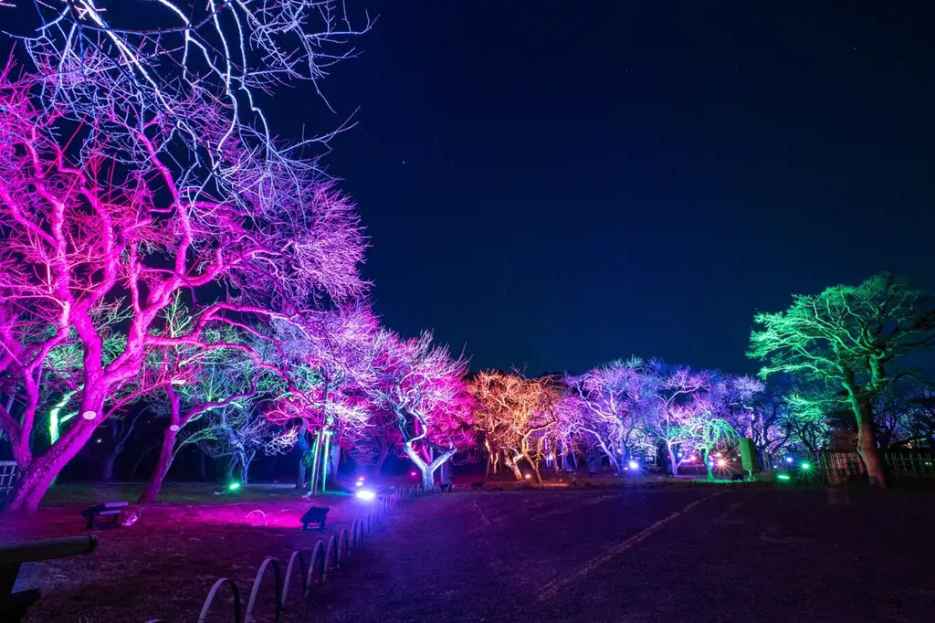 【水戸・偕楽園】ライトアップイベント「偕楽園 UME The Lights 2026」開催！！ 画像 8