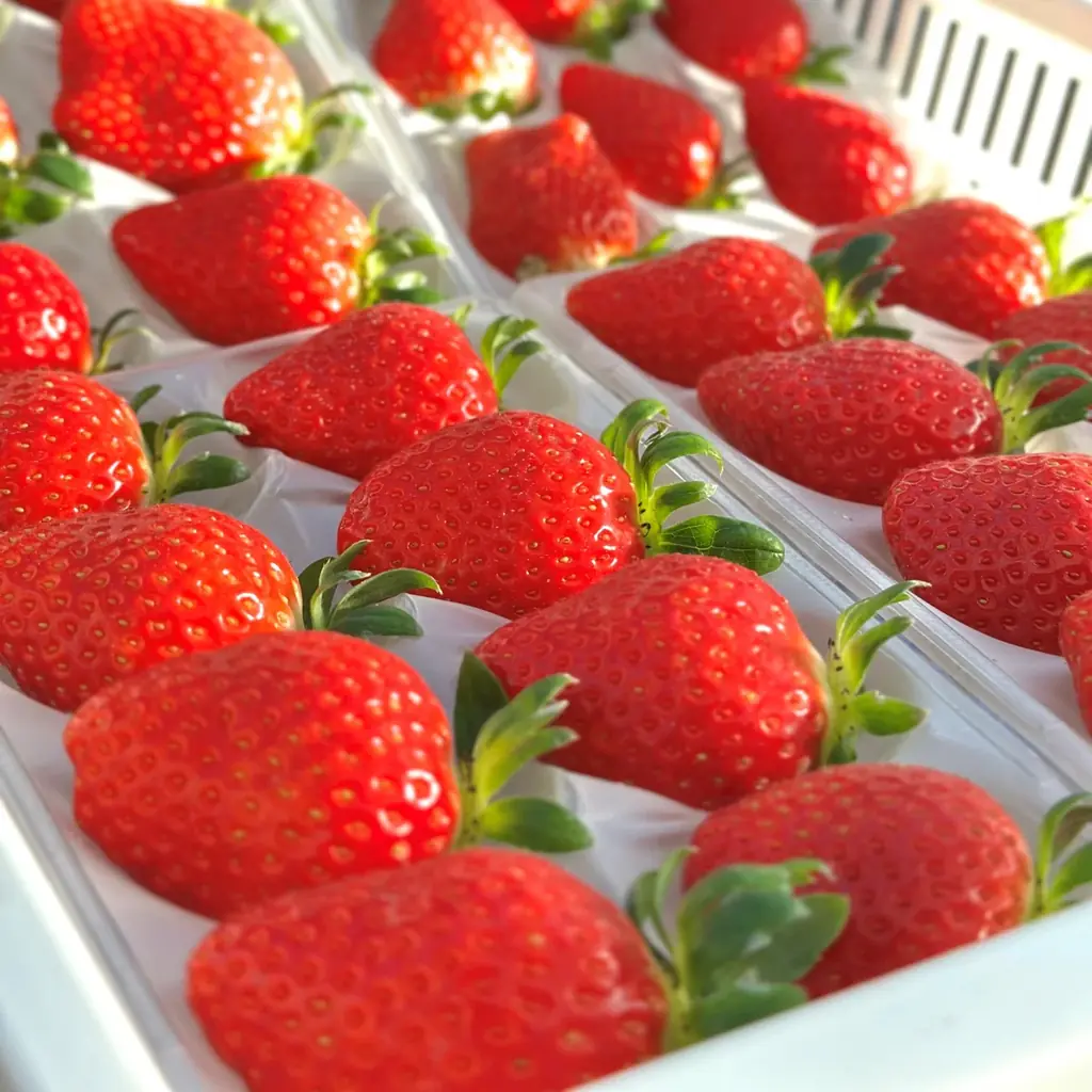 【横浜高島屋】元プロ野球選手の三ツ間卓也が愛情を込めて育てあげた「いちご」ショップが2月1日（日）にオープン！ご本人が来店して販売も！ 画像 2