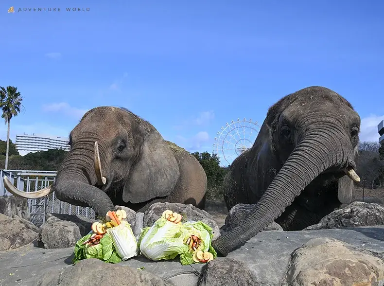 アフリカゾウ恵方巻贈呈